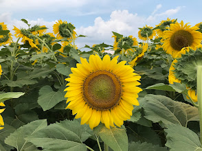 batey farms (farm retail store), unnamed